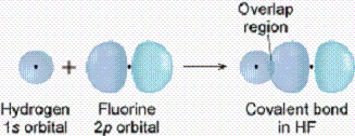Overlap
region
Hydrogen
1s orbital 2p orbital
Covalent bond
in HF
Fluorine
