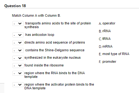 Question 18
Match Column A with Column B.
transports amino acids to the site of protein
synthesis
A. operator
B. rRNA
has anticodon loop
C. IRNA
v directs amino acid sequence of proteins
D. MRNA
contains the Shine-Delgarno sequence
E. most type of RNA
v synthesized in the eukaryote nucleus
F. promoter
v found inside the ribosome
v region where the RNA binds to the DNA
template
region where the activator protein binds to the
DNA template
