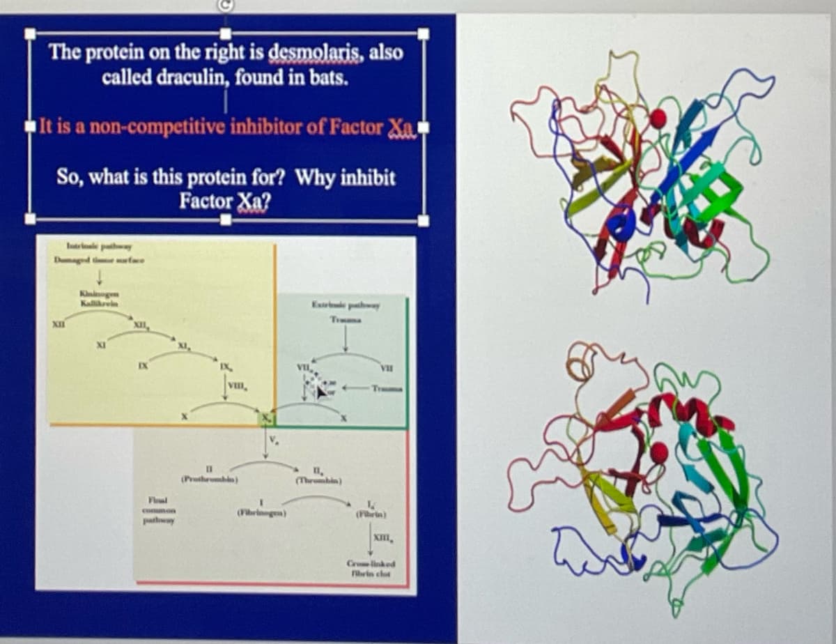 The protein on the right is desmolaris, also
called draculin, found in bats.
It is a non-competitive inhibitor of Factor Xa
So, what is this protein for? Why inhibit
Factor Xa?
XII
Kininogen
Kallikrein
XII
IX
pathway
IN
VIII,
11
(Prothrombin)
(Fibrinogen)
Timma
11,
(Thrombin)
VII
Truma
V
(Fibrin)
XIII,
Crose linked
Fibrin clot