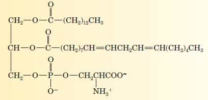 CH,-0-C-(CH,)12CH3
сH-0—С—(СH),CH—CHCH,CH—CHICH),CH,
CH,-0-P-0–CH,CHCOO-
O-
NH,+
