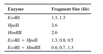 Enzyme
Fragment Size (kb)
1.3, 1.3
Hpall
2.6
HindIII
2.6
ЕcoRI + Hрall
1.3, 0.8, 0.5
ECORI + HindIII
0.6, 0.7, 1.3
