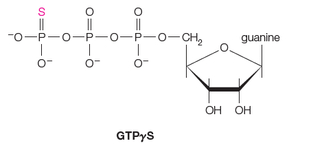 S
||
-0-P-0-P-0-P-0-CH,
guanine
O-
O-
ОН ОН
GTPYS
