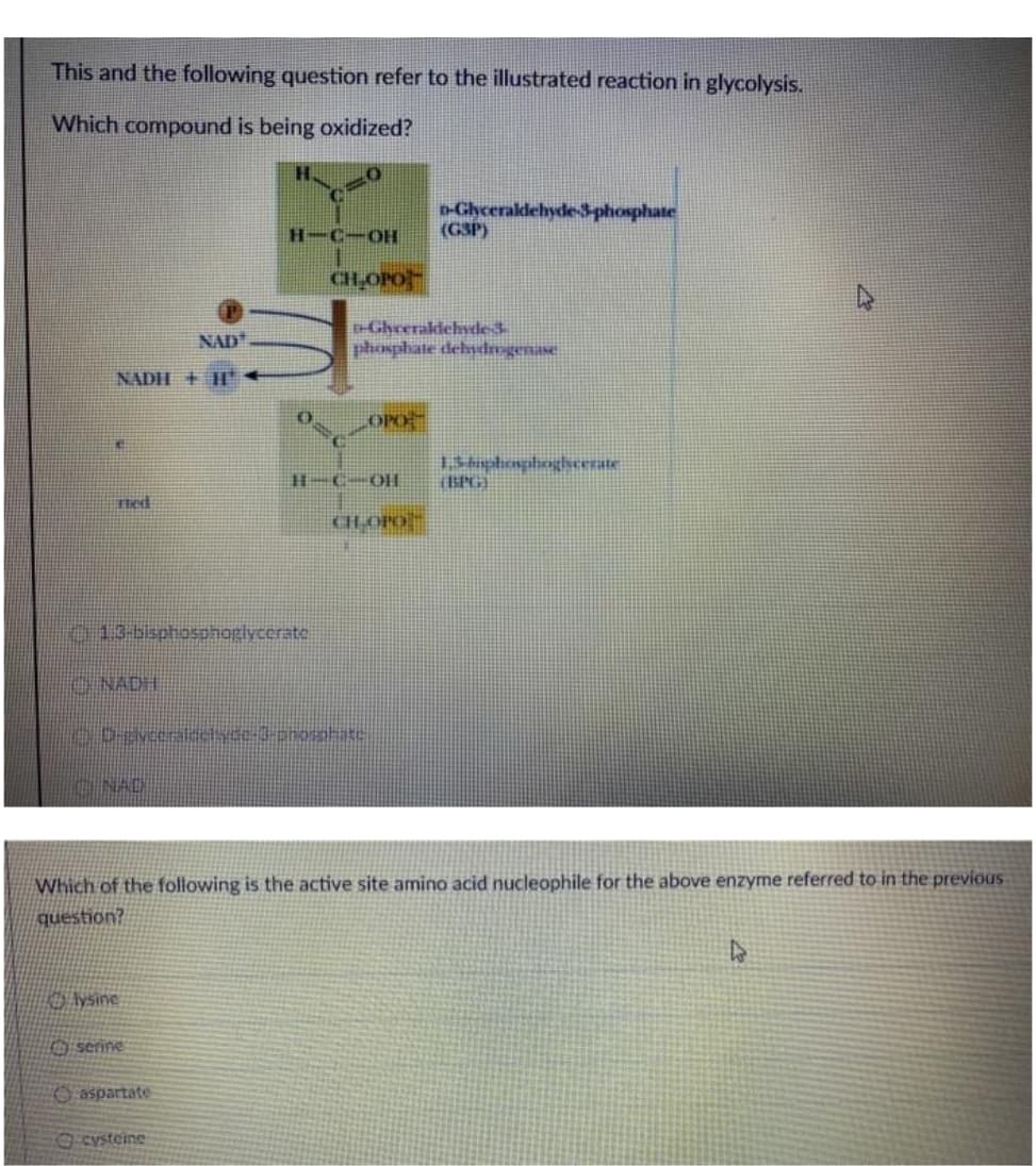 This and the following question refer to the illustrated reaction in glycolysis.
Which compound is being oxidized?
-GhcerakdehydeS-phosphate
(GSP)
H-C-OH
CH-OPO
-Gheerakdehvde:3.
phosphate dehydogenase
NAD
NADH + H
OPO
13haphoaphoghcerate
H-C-OH
Thed
CHOPO
013bisphosonogiycerate
O NADH
oD yceralachyce-3-onosohate
NAD
Which of the following is the active site amino acid nucleophile for the above enzyme referred to in the previous
question?
O lysine
O serine
O aspartate
Cysteine
