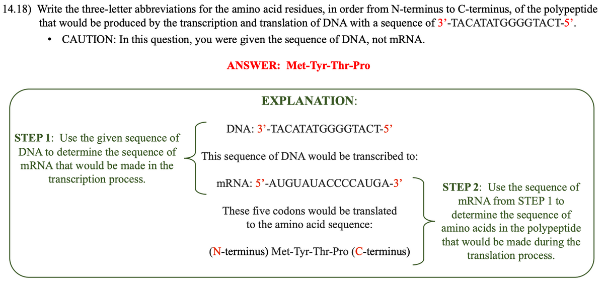 14.18) Write the three-letter abbreviations for the amino acid residues, in order from N-terminus to C-terminus, of the polypeptide
that would be produced by the transcription and translation of DNA with a sequence of 3'-TACATATGGGGTACT-5'.
CAUTION: In this question, you were given the sequence of DNA, not mRNA.
ANSWER: Met-Tyr-Thr-Pro
STEP 1: Use the given sequence of
DNA to determine the sequence of
mRNA that would be made in the
transcription process.
EXPLANATION:
DNA: 3'-TACATATGGGGTACT-5'
This sequence of DNA would be transcribed to:
mRNA: 5'-AUGUAUACCCCAUGA-3'
These five codons would be translated
to the amino acid sequence:
(N-terminus) Met-Tyr-Thr-Pro (C-terminus)
STEP 2: Use the sequence of
mRNA from STEP 1 to
determine the sequence of
amino acids in the polypeptide
that would be made during the
translation process.