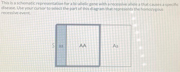 This is a schematic representation for a bi-allelic gene with a recessive allele a that causes a specific
disease. Use your cursor to select the part of this diagram that represents the homozygous
recessive event.
Saa
AA
Aa