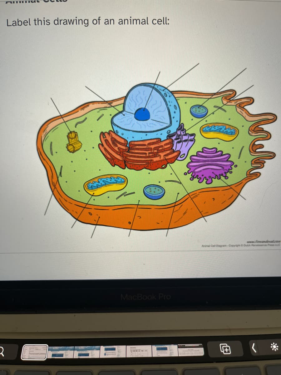 Label this drawing of an animal cell:
3
esse
MacBook Pro
TERSEL
www.mundeval.com
Al Cera Crne Duch Renaissance Press LLC