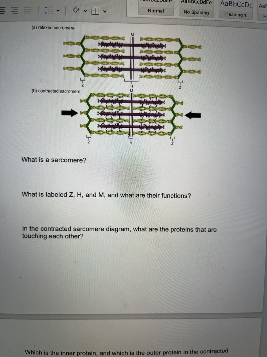 M
(a) relaxed sacromere
(b) contracted sacromere
What is a sarcomere?
w
How
Normal
www
AaBbCcDdEe
No Spacing
Y
What is labeled Z, H, and M, and what are their functions?
In the contracted sarcomere diagram, what are the proteins that are
touching each other?
AaBbCcDcAaE
Heading 1
Which is the inner protein, and which is the outer protein in the contracted
Н.