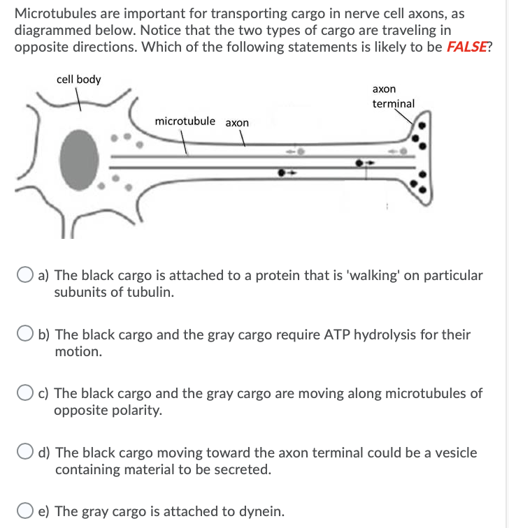 Microtubules are important for transporting cargo in nerve cell axons, as
diagrammed below. Notice that the two types of cargo are traveling in
opposite directions. Which of the following statements is likely to be FALSE?
cell body
ахon
terminal
microtubule axon
a) The black cargo is attached to a protein that is 'walking' on particular
subunits of tubulin.
O b) The black cargo and the gray cargo require ATP hydrolysis for their
motion.
c) The black cargo and the gray cargo are moving along microtubules of
opposite polarity.
d) The black cargo moving toward the axon terminal could be a vesicle
containing material to be secreted.
e) The gray cargo is attached to dynein.
