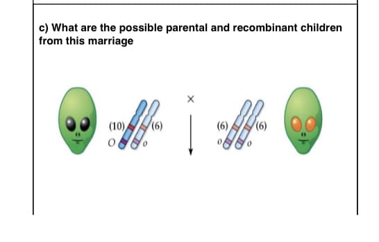 c) What are the possible parental and recombinant children
from this marriage
offre
(10)
(6)
O
offere
(6)