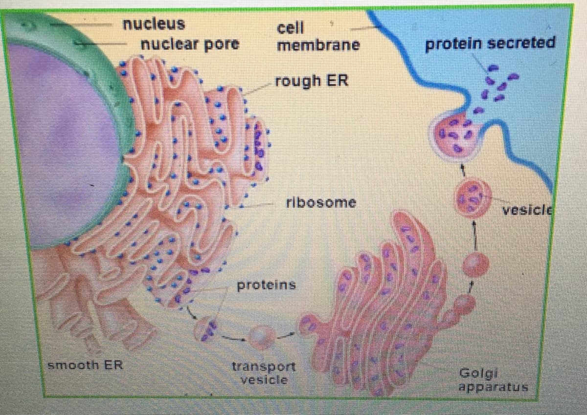 nucleus
nuclear pore
cell
membrane
protein secreted
rough ER
ribosome
vesicle
proteins
transport
vesicle
smooth ER
Golgi
apparatus
