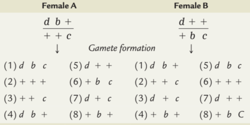 Female A
Female B
d b +
d + +
+ + c
+ b c
Gamete formation
(1) d b c
(5) d + +
(1) d b +
(5) d b c
(2) + + +
(6) + b с
(2) + + c
(6) + + +
(3) + + c
(7) d + c
(3) d + c
(7) d + +
(4) d b +
(8) + b +
(4) + b +
(8) + b C

