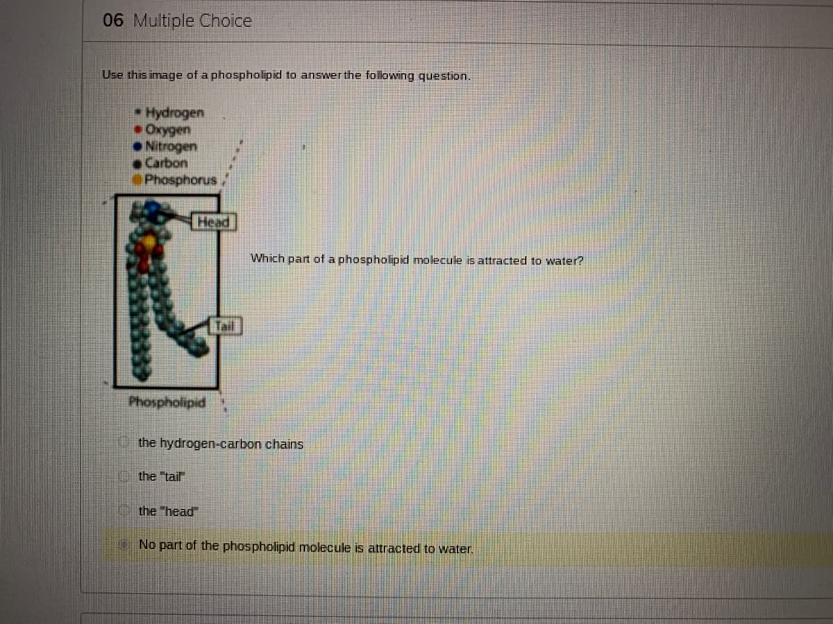 06 Multiple Choice
Use this image of a phospholipid to answver the following question.
Hydrogen
•Oxygen
• Nitrogen
Carbon
Phosphorus
Head
Which part of a phospholipid molecule is attracted to water?
Tail
Phospholipid
the hydrogen-carbon chains
the "tail
the "head"
No part of the phospholipid molecule is attracted to water.
