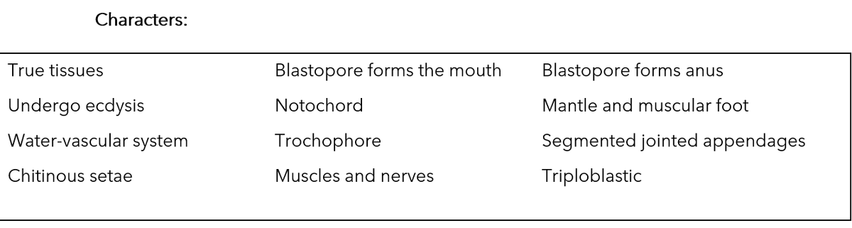 Characters:
True tissues
Blastopore forms the mouth
Blastopore forms anus
Undergo ecdysis
Notochord
Mantle and muscular foot
Water-vascular system
Trochophore
Segmented jointed appendages
Chitinous setae
Muscles and nerves
Triploblastic
