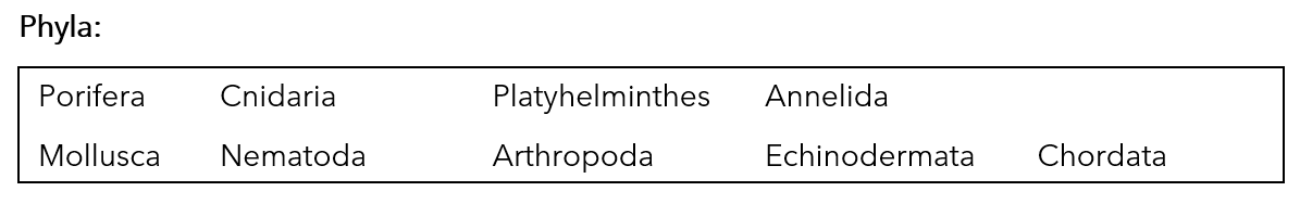 Phyla:
Porifera
Cnidaria
Platyhelminthes
Annelida
Mollusca
Nematoda
Arthropoda
Echinodermata
Chordata
