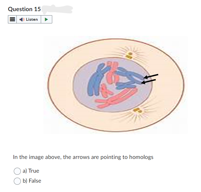 Question 15
Listen
In the image above, the arrows are pointing to homologs
a) True
b) False