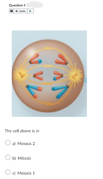 The cell above is in
a) Meiosis 2
b) Mitosis
c) Meiosis 1
Question 4
Listen
1 л