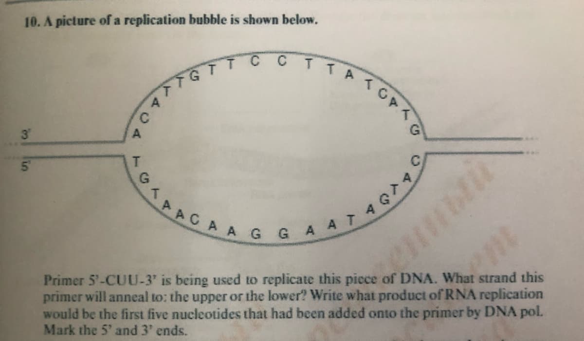 10. A picture of a replication bubble is shown below.
でイトイOpイ
TT
3
Primer 5'-CUU-3" is being used to replicate this picce of DNA. What strand this
primer will anneal to: the upper or the lower? Write what product of RNA replication
would be the first five nucleotides that had been added onto the primer by DNA pol.
Mark the 5' and 3' ends.
lin
