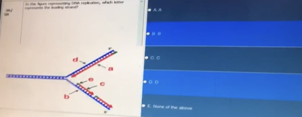 36/
50
In the fece representing DNA replication, which letter
represents the leading strand?
AA
C.C
DD
E None of the above