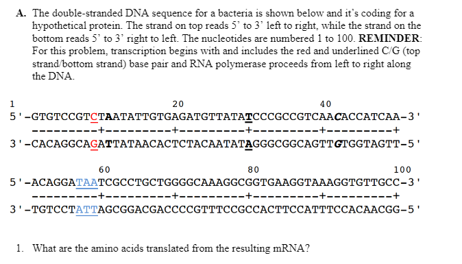 A. The double-stranded DNA sequence for a bacteria is shown below and it's coding for a
hypothetical protein. The strand on top reads 5 to 3' left to right, while the strand on the
bottom reads 5' to 3° right to left. The nucleotides are numbered 1 to 100. REMINDER:
For this problem, transcription begins with and includes the red and underlined C/G (top
strand/bottom strand) base pair and RNA polymerase proceeds from left to right along
the DNA.
1.
20
40
5'-GTGTCCGТСТААТАТТGTGAGATGTTATAТСССGCCGTCAАСАССАТСАА-3'
+---
--------+
----
3'-САСAGGCAGATTATAACAСТСТАСААТАТAGGGCGGCAGTтсTGGTAGTT-5'
60
80
100
5'-АСAGGATААТCGCCTGCTGGGGCAAAGGCGGTGAAGGTAAAGGTGTTGCC-3'
+.
-------+
--
3'-TGTCСТАТTAGCGGACGACCCCGTTTCCGCCACTТССАТTTССАСААСGG-5'
1. What are the amino acids translated from the resulting mRNA?
