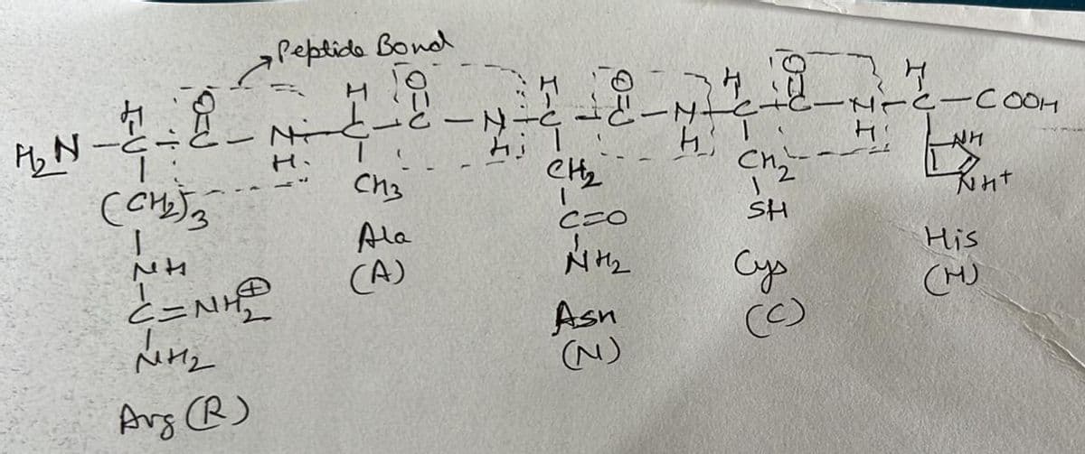 H₂N
Peptide Bond
нс
(CH₂)
J
мн
LINH Đ
Nr1₂
Arg (R)
R
HENT
сиз
Ala
(A)
37
-N-C
Hil
CH₂
C=O
11+1₂
Asn
(N)
74 a
--
н
CH₂-
SH
Cys
C)
4
•M-C-COOH
Le Pont
His
(H)