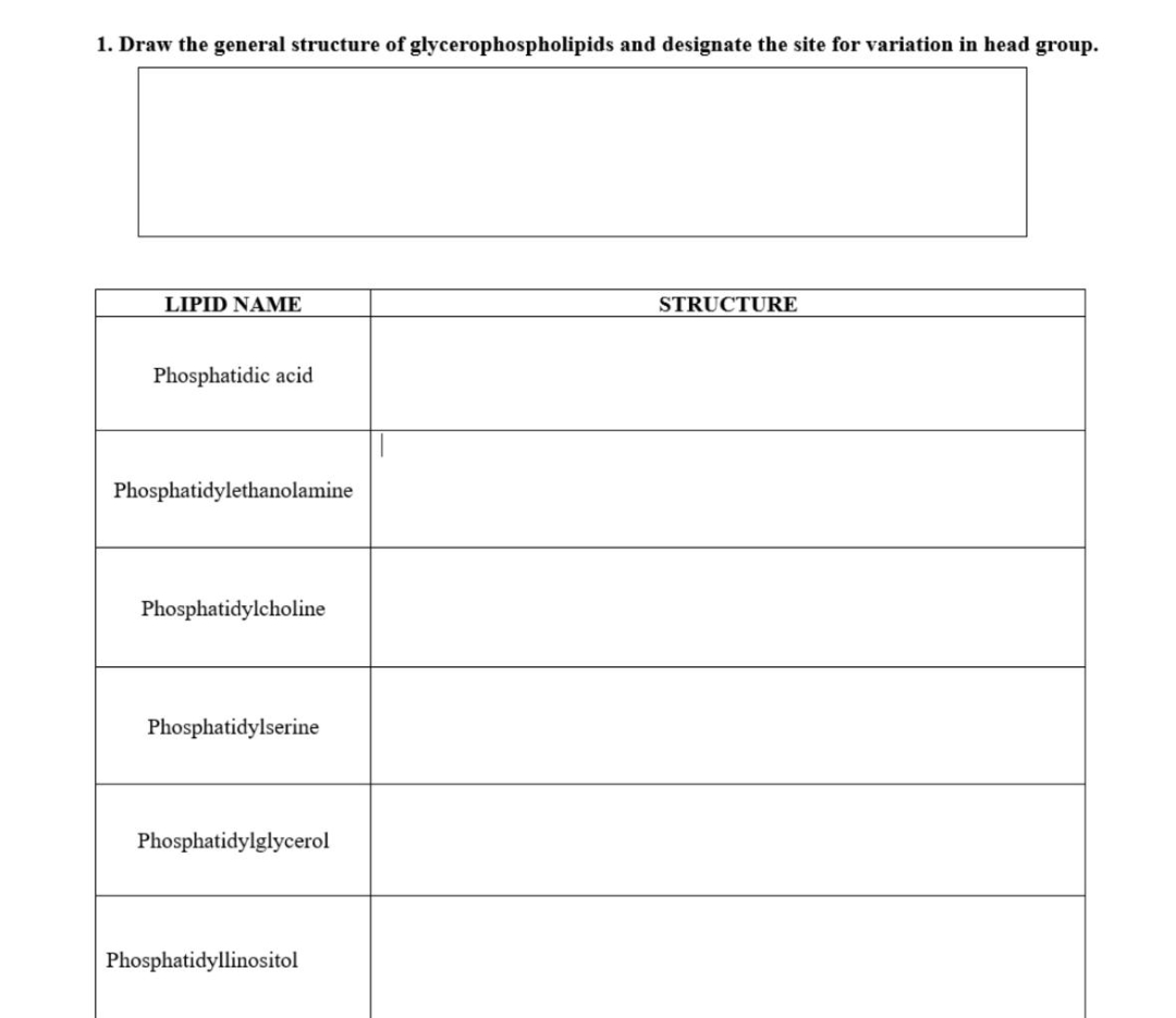 1. Draw the general structure of glycerophospholipids and designate the site for variation in head group.
LIPID NAME
STRUCTURE
Phosphatidic acid
Phosphatidylethanolamine
Phosphatidylcholine
Phosphatidylserine
Phosphatidylglycerol
Phosphatidyllinositol
