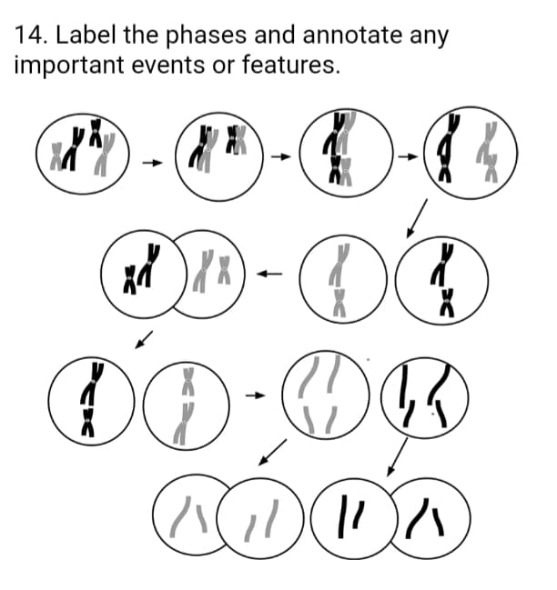 14. Label the phases and annotate any
important events or features.
ニ
