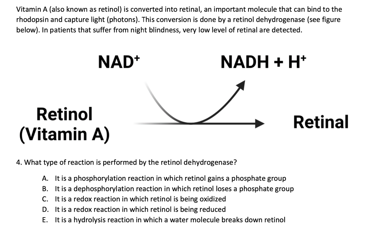 Vitamin A (also known as retinol) is converted into retinal, an important molecule that can bind to the
rhodopsin and capture light (photons). This conversion is done by a retinol dehydrogenase (see figure
below). In patients that suffer from night blindness, very low level of retinal are detected.
NAD+
NADH + H+
Retinol
(Vitamin A)
4. What type of reaction is performed by the retinol dehydrogenase?
Retinal
A. It is a phosphorylation reaction in which retinol gains a phosphate group
B. It is a dephosphorylation reaction in which retinol loses a phosphate group
C. It is a redox reaction in which retinol is being oxidized
D.
It is a redox reaction in which retinol is being reduced
E. It is a hydrolysis reaction in which a water molecule breaks down retinol