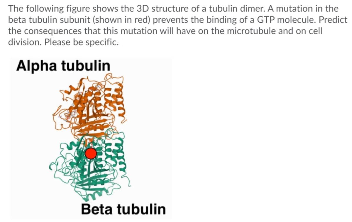 The following figure shows the 3D structure of a tubulin dimer. A mutation in the
beta tubulin subunit (shown in red) prevents the binding of a GTP molecule. Predict
the consequences that this mutation will have on the microtubule and on cell
division. Please be specific.
Alpha tubulin
Beta tubulin