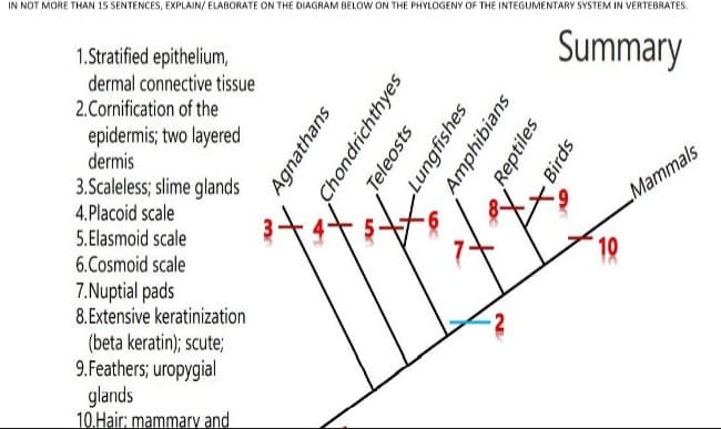 IN NOT MORE THAN 15 SENTENCES, EXPLAIN/ ELABORATE ON THE DIAGRAM BELOW ON THE PHYLOGENY OF THE INTEGUMENTARY SYSTEM IN VERTEBRATES.
1.Stratified epithelium,
Summary
dermal connective tissue
2.Cornification of the
epidermis; two layered
dermis
3.Scaleless; slime glands
4.Placoid scale
„Mammals
5.Elasmoid scale
6.Cosmoid scale
10
7.Nuptial pads
8. Extensive keratinization
(beta keratin); scute;
9.Feathers; uropygial
glands
10.Hair: mammary and
Agnathans
Chondrichthyes
Teleosts
Lungfishes
Amphibians
Reptiles
Birds
