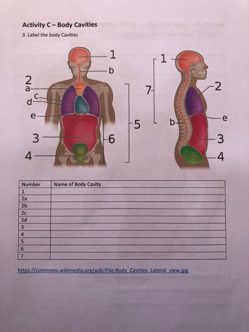 Activity C- Body Cavities
3. Label the body Cavities
1
1
7-
a-
e
e
15
b-
3
-3
4-
4
Number
Name of Body Cavity
1
2a
https://commons.wikimedia.org/wiki/File:Body Cavities Lateral view.jpg
a223 567
