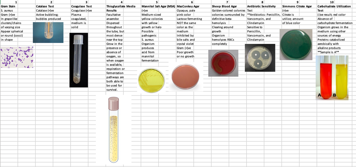 2
3
5
6
7
8
10
Thioglycollate Media
Results
Gram Stain
Catalase Test
Coagulase Test
Mannitol Salt Agar (MSA) MacConkey Agar
Sheep Blood Agar
Antibiotic Sensitivity
Simmons Citrate Agar
Carbohydrate Utilization
S. aureus
Gram (+)ve
Catalase (+)ve
Active bubbling
bubbles produced
Coagulase (+)ve
|(+)ve
Opaque, pale
Golden-colored colonies Test
(+)ve
Test
Plasma
Facultative
Medium-sized
pink color
Lactose fermenting
NOT the same
colonies surrounded by **Antibiotics: Penicillin, Citrate is
Vancomycin, and
Clindamycin
(-)ve result; red color
In grape-like
clusters/chains
of varying size
Appear spherical
or round (cocci)
in shape
yellow colonies
with yellow
coagulated,
anaerobe
definitive beta-
utilize; amount
Absence of
medium is
Dispersed
hemolysis
Clearing around
growth
of blue color
throughout
the tube, but
carbohydrate fermentation
Organism grows in the
medium using other
solid
growth or halo
Possible
color as the
Sensitive to
Penicillin,
Vancomysin, and
medium
most dense
pathogenic
S. aureus
Organism
produces
Inhibited by
bile salts and
sources of energy
Proteins catabolized
Organism
near the top
hemolyzes RBCS
Clindamycin
crystal violet
Gram (+)ve
Poor growth
or no growth
Grow in the
completely
aerobically with
alkaline products
**Sample is A**
presence or
absence of
acid from
oxygen, so
mannitol
when oxygen
fermentation
is available,
respiration or
fermentation
pathways are
both able to
be used for
survival.
A
B
