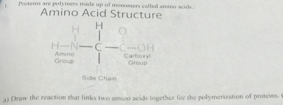 Proteins are polymers made up of monomers called amino acids.:
1.
Amino Acid Structure
H.
H-N-C-C-OH
Amino
Carboxyl
Group
Group
Side Chain
a) Draw the rcaction that links two amino acids together for the polymerization of proteins. C

