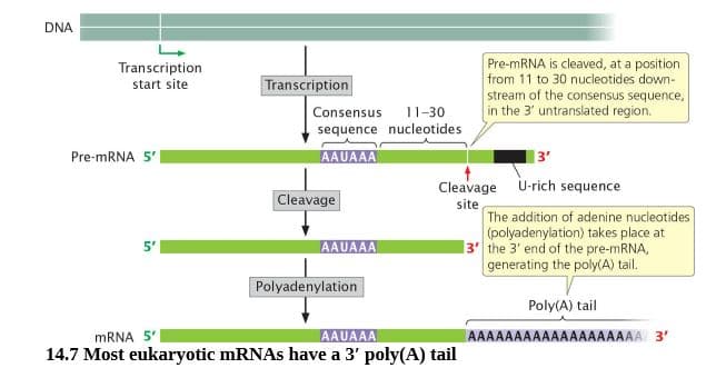 DNA
Transcription
Pre-mRNA is cleaved, at a position
from 11 to 30 nucleotides down-
Transcription
start site
stream of the consensus sequence,
Consensus
11-30
in the 3' untranslated region.
sequence nucleotides
Pre-MRNA 5'|
AAUAAA
3'
Cleavage U-rich sequence
Cleavage
site
The addition of adenine nucleotides
(polyadenylation) takes place at
13' the 3' end of the pre-MRNA,
generating the poly(A) tail.
5"
AAUAAA
Polyadenylation
Poly(A) tail
MRNA 5'
AAUAAA
AAAAAAAAAAAAAAAAAAA 3'
14.7 Most eukaryotic mRNAs have a 3' poly(A) tail
