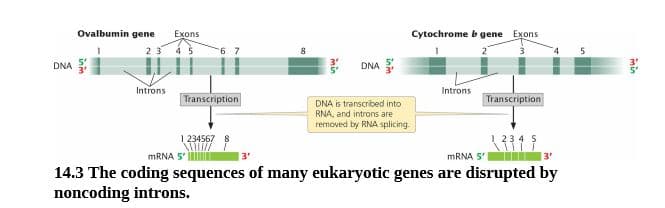 Ovalbumin gene
Exons
Cytochrome b gene Exons
23
DNA
DNA
Introns
Introns
Transcription
Transcription
DNA is transcribed into
RNA, and introns are
removed by RNA splicing
1 234567 8
23
MRNA 5
MRNA 5
3'
14.3 The coding sequences of many eukaryotic genes are disrupted by
noncoding introns.
min
min
