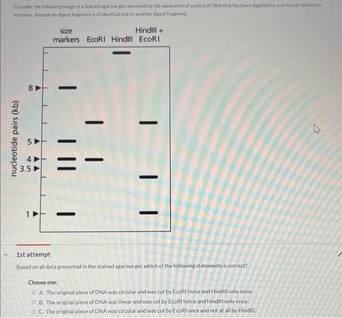 Consider the following image of a stained agarose gel representing the separation of a plece of DNA that has been digested by a series of restriction
enzymes. Assume no digest fragment is of identical size to another digest fragment.
nucleotide pairs (kb)
8
S
45
3.5
AA
size
Hindill +
markers EcoRI Hindill EcoRI
-
1st attempt
Based on all data presented in the stained agarose gel, which of the following statements is correct?
Choose one:
OA. The original piece of DNA was circular and was cut by EcoRI twice and Hindill only once.
OB. The original piece of DNA was linear and was cut by EcoRI twice and Hindill only once.
OC. The original piece of DNA was circular and was cut by EcoRI once and not at all by Hind!!!.