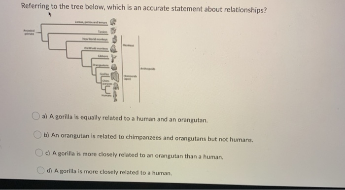 Referring to the tree below, which is an accurate statement about relationships?
Land un
World makes
Chis
parces
Mums
H
aped
a) A gorilla is equally related to a human and an orangutan.
b) An orangutan is related to chimpanzees and orangutans but not humans.
c) A gorilla is more closely related to an orangutan than a human.
d) A gorilla is more closely related to a human.