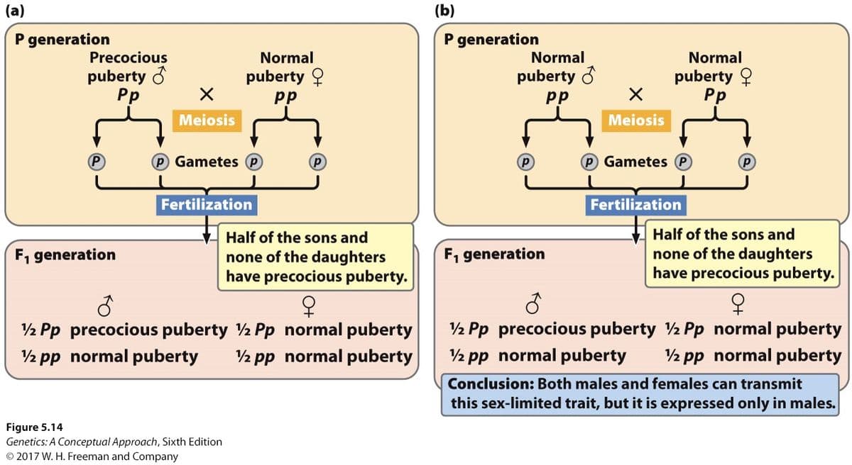 (a)
(b)
P generation
P generation
Normal
Precocious
Normal
Normal
puberty d
Pp
puberty 9
pp
puberty ?
Pp
puberty d
pp
Meiosis
Meiosis
P Gametes P
Gametes P
Fertilization
Fertilization
Half of the sons and
Half of the sons and
F, generation
F, generation
none of the daughters
have precocious puberty.
none of the daughters
have precocious puberty.
2 Pp precocious puberty ½ Pp normal puberty
2 pp normal puberty
2 Pp precocious puberty ½ Pp normal puberty
2 pp normal puberty
2 pp normal puberty
2 pp normal puberty
Conclusion: Both males and females can transmit
this sex-limited trait, but it is expressed only in males.
Figure 5.14
Genetics: A Conceptual Approach, Sixth Edition
© 2017 W. H. Freeman and Company
