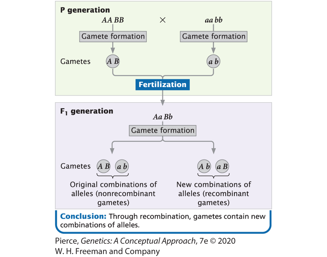 P generation
АА В
aa bb
Gamete formation
Gamete formation
Gametes
AB
(a b
Fertilization
F, generation
Aа Bb
Gamete formation
Gametes A B (a b
(A b a B
Original combinations of
alleles (nonrecombinant
gametes)
New combinations of
alleles (recombinant
gametes)
Conclusion: Through recombination, gametes contain new
combinations of alleles.
Pierce, Genetics: A Conceptual Approach, 7e © 2020
W. H. Freeman and Company
