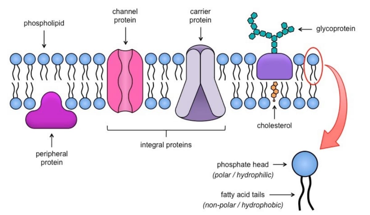 channel
carrier
phospholipid
protein
protein
glycoprotein
cholesterol
integral proteins
peripheral
protein
phosphate head →
(polar / hydrophilic)
fatty acid tails
(non-polar / hydrophobic)
