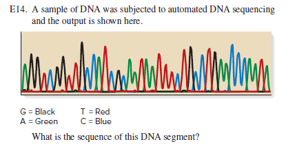 E14. A sample of DNA was subjected to automated DNA sequencing
and the output is shown here.
WWww
MWWWwW.INY
G = Black
A = Green
T = Red
C= Blue
What is the sequence of this DNA segment?
