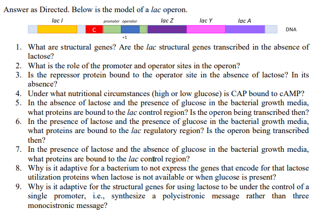 Answer as Directed. Below is the model of a lac operon.
lac Z
lac I
promoter operator
с
lac Y
lac A
DNA
1. What are structural genes? Are the lac structural genes transcribed in the absence of
lactose?
2. What is the role of the promoter and operator sites in the operon?
3. Is the repressor protein bound to the operator site in the absence of lactose? In its
absence?
4. Under what nutritional circumstances (high or low glucose) is CAP bound to cAMP?
5. In the absence of lactose and the presence of glucose in the bacterial growth media,
what proteins are bound to the lac control region? Is the operon being transcribed then?
6. In the presence of lactose and the presence of glucose in the bacterial growth media,
what proteins are bound to the lac regulatory region? Is the operon being transcribed
then?
7. In the presence of lactose and the absence of glucose in the bacterial growth media,
what proteins are bound to the lac control region?
8. Why is it adaptive for a bacterium to not express the genes that encode for that lactose
utilization proteins when lactose is not available or when glucose is present?
9. Why is it adaptive for the structural genes for using lactose to be under the control of a
single promoter, i.e., synthesize a polycistronic message rather than three
monocistronic message?