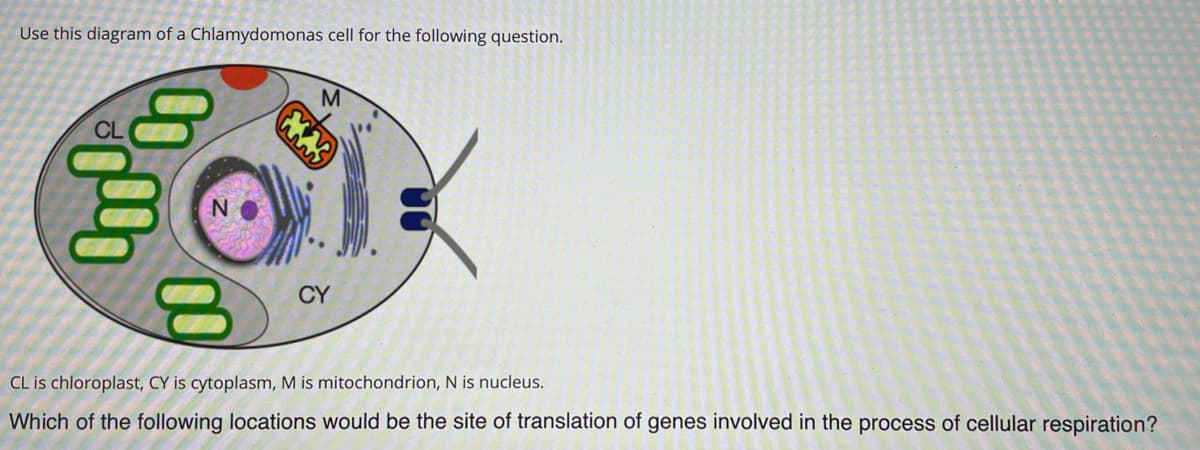 Use this diagram of a Chlamydomonas cell for the following question.
M.
CY
CL is chloroplast, CY is cytoplasm, M is mitochondrion, N is nucleus.
Which of the following locations would be the site of translation of genes involved in the process of cellular respiration?
00
