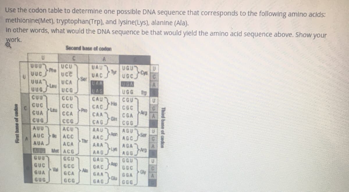 Use the codon table to determine one possible DNA sequence that corresponds to the following amino acids:
methionine(Met), tryptophan(Trp), and lysine(Lys), alanine (Ala).
In other words, what would the DNA sequence be that would yield the amino acid sequence above. Show your
work.
Second base of codon
U
C
A
VOU
UCU
UAU
UGU
UUCJ
UCC
UAC
UGC
UUA
UCA
UAA
UGA
UUG
UCG
UAG
UGG
CUU
CCU
CAU
CGU
CUC
CCC
CAC
CGC
CUA
CCA
CAA
CGA
CUG
CCG
CAG
CGG
AUU
ACU
AAU
AGU
AUC ACC
>Sar
AACJ
AGC
AUA
ACA
AAA
AGA
AUG Met ACG
AAG
AGG Ng
GUU
GCU
GAU
GGU
GUC
GCC
GAC
GGC
Val
GUA
GCA
GAA
GGA
GUG
GCG
GAG
GGG
First base of codon
U
Phe
Leu
>Leu
Ser
>Pro
Thr
Ala
Tyr
His
Gin
Asn
Lys
Asp
Oys
Tro
Arg
5
MOA SIA
V9A
C
U
A
Third base of codon