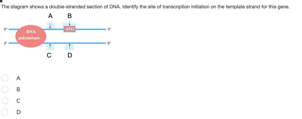 The diagram shows a double-stranded section of DNA. Identify the site of transcription initiation on the template strand for this gene.
A B
5'
3'
0000
RNA
polymerase
A
B
C
D
ATG
C D
3'
5'