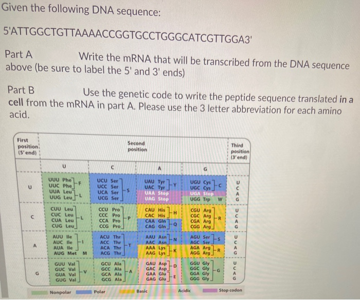 Given the following DNA sequence:
5'ATTGGCTGTTAAAACCGGTGCCTGGGCATCGTTGGA3'
Part A
Write the mRNA that will be transcribed from the DNA sequence
above (be sure to label the 5' and 3' ends)
Part B
Use the genetic code to write the peptide sequence translated in a
cell from the mRNA in part A. Please use the 3 letter abbreviation for each amino
acid.
First
position:
(5'end)
U
с
A
G
U
UUU Phe
UUC Phe
UUA Leu
UUG Leu
-F
CỰU LAU
CUC Leu
CỦA LU
CUỘ Leu.
GUU Val
GUC Val
AUU lle
AUC lle
AUA lle
AUG Met M
GUA Val
GUG Val
Nonpolar
-L
FL
-V
с
UCU Ser
UCC Ser
UCA Ser
UCG Ser
CCU Pro
CCC Pro
CCA Pro
CCG Pro
ACU Thr
ACC Thr
ACA Thr
ACG Thr
GCU Ala
GCC Ala
GCA Ala
GCG Ala
Polar
Second
position
S
-P
-A
UAU Tyr
UAC Tyr
UAA Stop
UAG Stop
CAU His
CAC His
CAA Gln
CAG Gln
AAU Asn
AAC Asn
AAA Lys
AAG Lys
GAU Asp
GAC Asp
GAA Glu
GAG Glu
Basic
Y
H
Q
N
K
D
E
G
UGU
UGC Cys
UGA Stop
UGG Trp
AGU Ser
AGC Ser
AGA Arg
AGG Arg
Acidic
CGU Arg
CGC Arg-R
CGA Arg
CGG Arg
GGU Gly
GGC Gly
GGA Gly
GGG Gly
W
-S
-R
G
Third
position
(3'end)
DUA
с
G
DUMO
с
A
G
DUACIDUNG
А
Stop codon