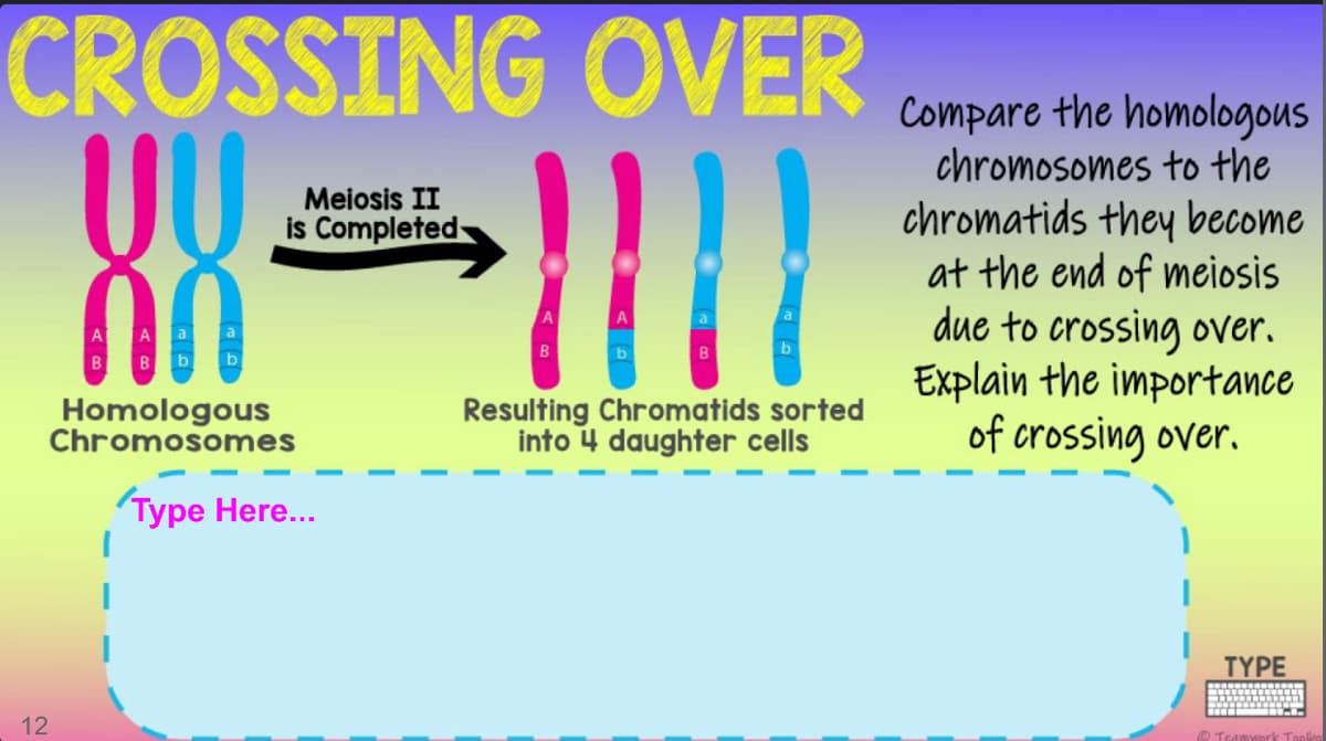 CROSSING OVER
UU
Compare the homologous
chromosomes to the
chromatids they become
at the end of meiosis
due to crossing over.
Explain the importance
of crossing over.
Meiosis II
is Completed
A
a
a
A
a a
B b
B
b
B
b
Homologous
Chromosomes
Resulting Chromatids sorted
into 4 daughter cells
Type Here...
TYPE
12
O Teamwork Toli
