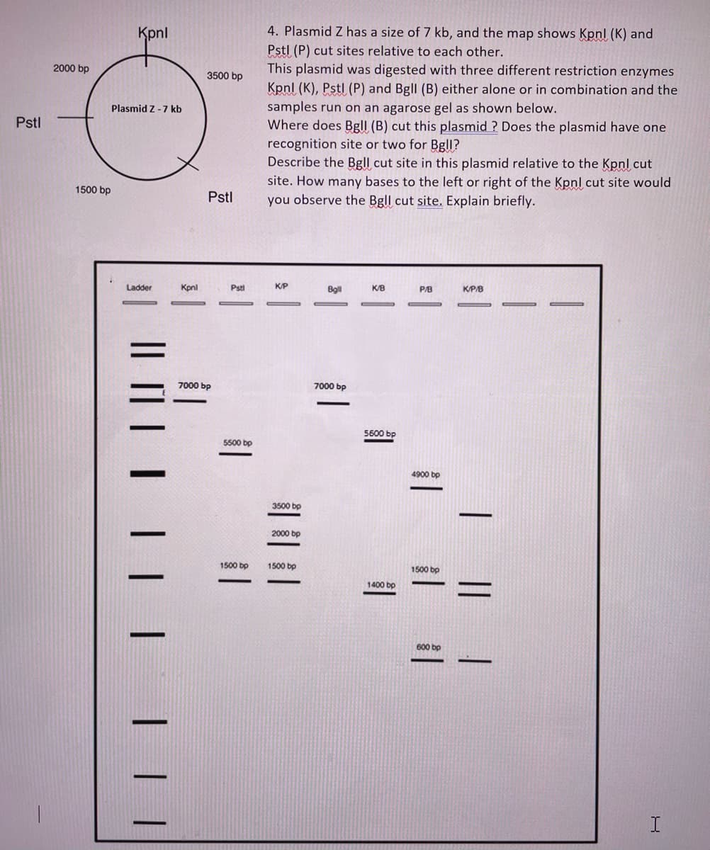 Kpnl
4. Plasmid Z has a size of 7 kb, and the map shows Kpnl (K) and
Pstl (P) cut sites relative to each other.
This plasmid was digested with three different restriction enzymes
2000 bp
3500 bp
Kpnl (K), Pstl (P) and Bgll (B) either alone or in combination and the
samples run on an agarose gel as shown below.
Where does Bgll (B) cut this plasmid ? Does the plasmid have one
recognition site or two for Bg|l?
Describe the Bgll cut site in this plasmid relative to the Kpnl cut
Plasmid Z -7 kb
Pstl
site. How many bases to the left or right of the Kpnl cut site would
you observe the Bgll cut site. Explain briefly.
1500 bp
Pstl
Ladder
Kpni
Psti
K/P
Bgl
K/B
KPB
7000 bp
7000 bp
5600 bp
5500 bp
4900 bp
3500 bp
2000 bp
1500 bp
1500 bp
1500 bp
1400 bp
600 bp
%3D
