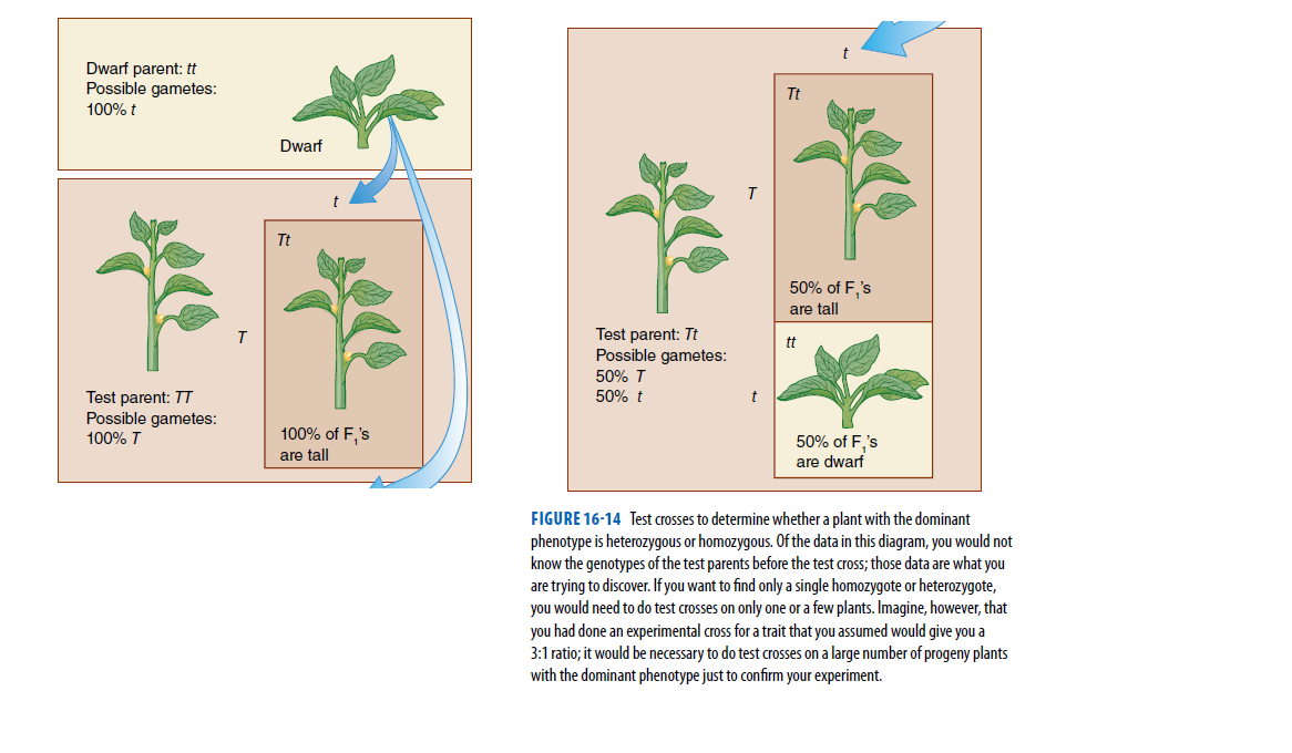 Dwarf parent: t
Possible gametes:
Tt
100% t
Dwarf
Tt
50% of F,'s
are tall
Test parent: Tt
Possible gametes:
tt
50% T
50% t
Test parent: TT
Possible gametes:
100% T
t
100% of F,'s
50% of F,'s
are tall
are dwarf
FIGURE 16-14 Test crosses to determine whether a plant with the dominant
phenotype is heterozygous or homozygous. Of the data in this diagram, you would not
know the genotypes of the test parents before the test cross; those data are what you
are trying to discover. If you want to find only a single homozygote or heterozygote,
you would need to do test crosses on only one or a few plants. Imagine, however, that
you had done an experimental cross for a trait that you assumed would give you a
3:1 ratio; it would be necessary to do test crosses on a large number of progeny plants
with the dominant phenotype just to confirm your experiment.
