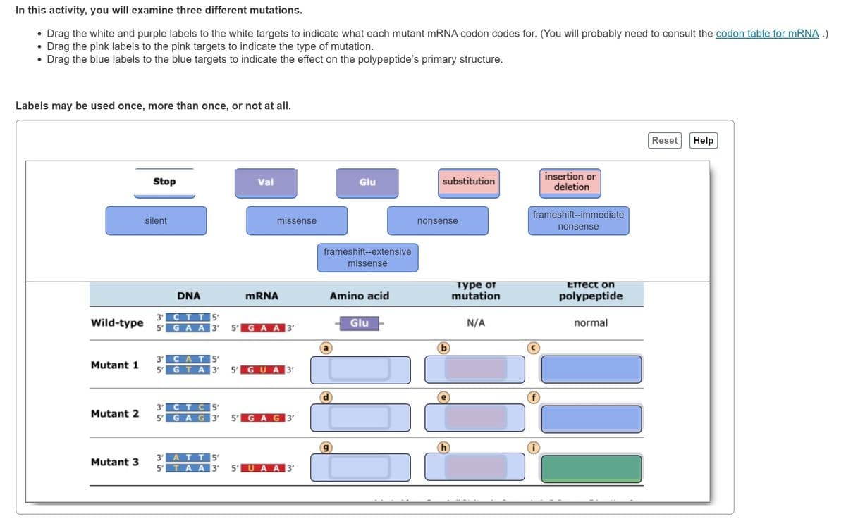 In this activity, you will examine three different mutations.
• Drag the white and purple labels to the white targets to indicate what each mutant mRNA codon codes for. (You will probably need to consult the codon table for mRNA .)
Drag the pink labels to the pink targets to indicate the type of mutation.
Drag the blue labels to the blue targets to indicate the effect on the polypeptide's primary structure.
Labels may be used once, more than once, or not at all.
Wild-type
Mutant 1
Mutant 2
Mutant 3
Stop
silent
min
DNA
3′ CTT 5'
Val
3' CAT 5'
5'
missense
mRNA
5' GAA 3 5' GAA 3'
GTA 3' 5' GUA 3'
3'
CTC 5'
5 GAG 3' 5' GAG3'
3'
ATT 5'
5' ΤΑΑ 3′ 5 UAA 3'
Glu
frameshift--extensive
missense
g
Amino acid
Glu
substitution
nonsense
Type of
mutation
N/A
insertion or
deletion
frameshift--immediate
nonsense
Effect on
polypeptide
normal
1
III
Reset
Help