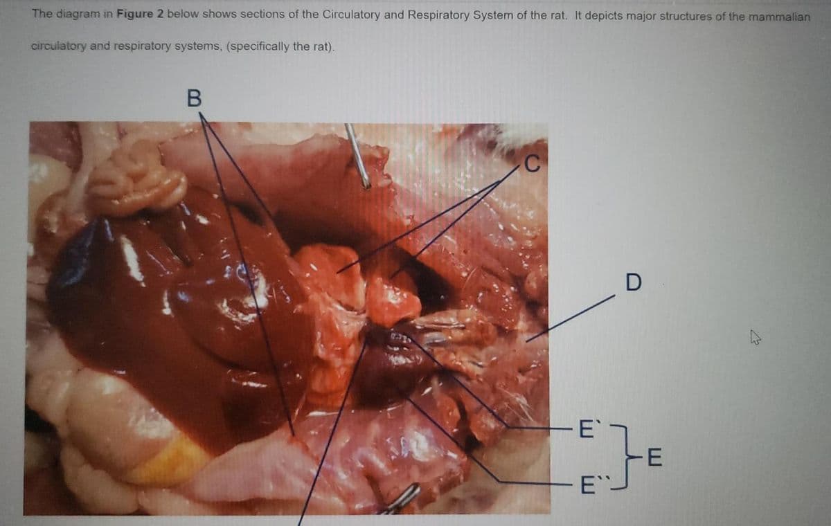 The diagram in Figure 2 below shows sections of the Circulatory and Respiratory System of the rat. It depicts major structures of the mammalian
circulatory and respiratory systems, (specifically the rat).
-E
E
